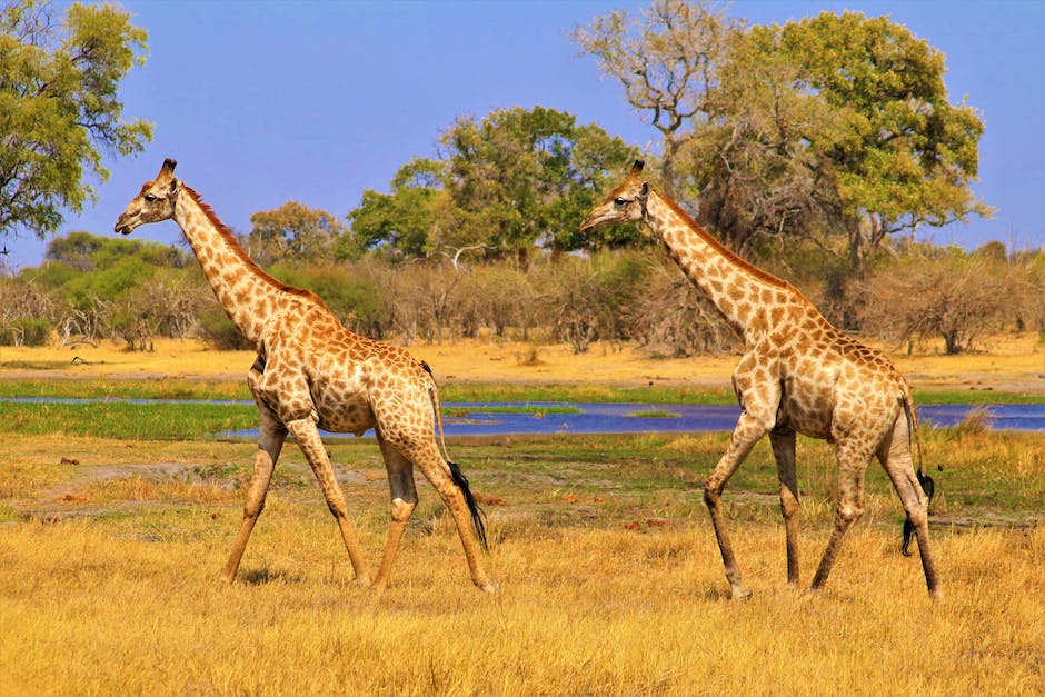 Suedafrika Tierename Fauna