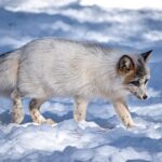 Tiere die an den Nordpol Arktis leben