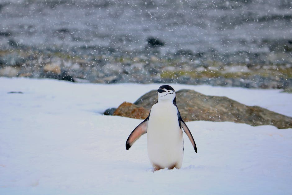 Tiere leben auf der Antarktis