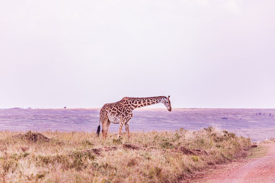 Tiere im Serengeti-Park Afrikas