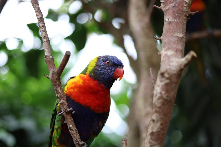 Tiere im Tropischen Regenwald