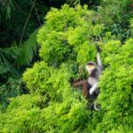 Tiere im tropischen Regenwald
