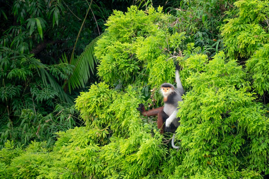 Tiere im tropischen Regenwald