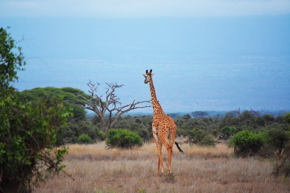 Tiere in Südafrika