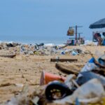 Wie viele Tiere sterben jährlich durch Plastikmüll im Meer?