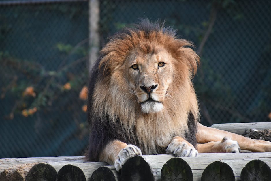 Löwe als Synonym für König der Tiere