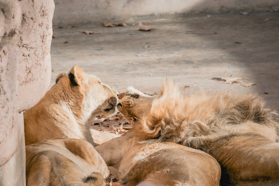  Warum ist der Löwe der König der Tiere? Einblicke in seine Kraft und Symbolik