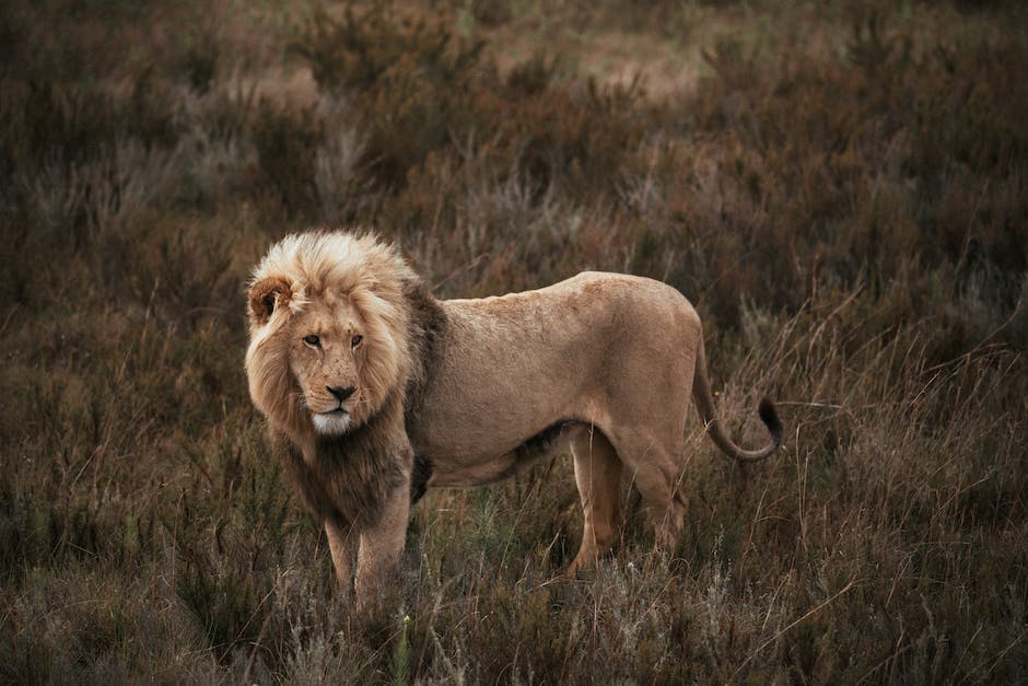  Löwe als König der Tiere