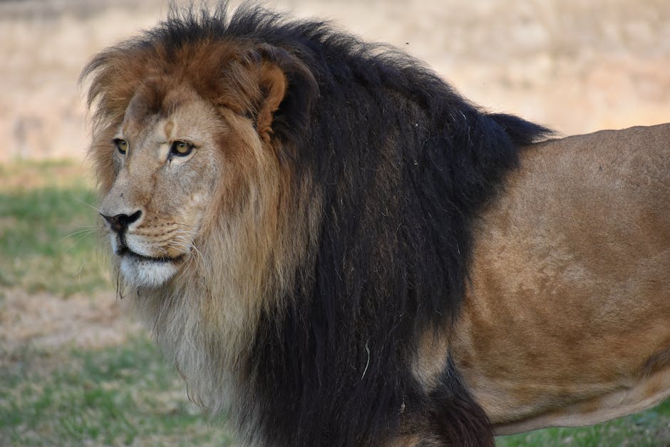 Löwen als König der Tiere dargestellt