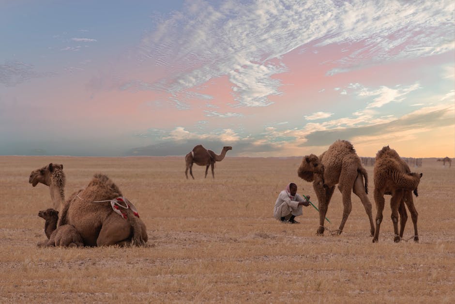 Tiere in der Wüste