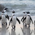 Tiere am Nordpol, Walross, Eisbär, Pinguine, Robben, Seevögel