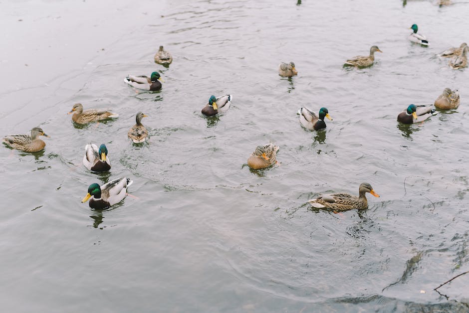 Tiere im Teich: Enten, Frösche, Libellen, Schildkröten