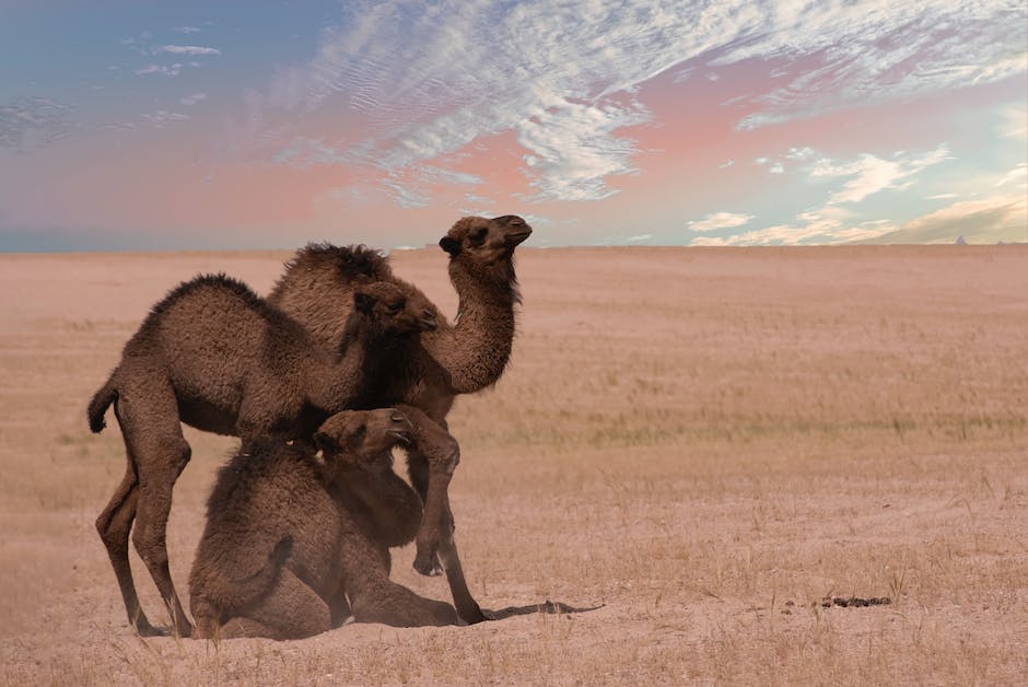 Tiere der Wüste Gobi