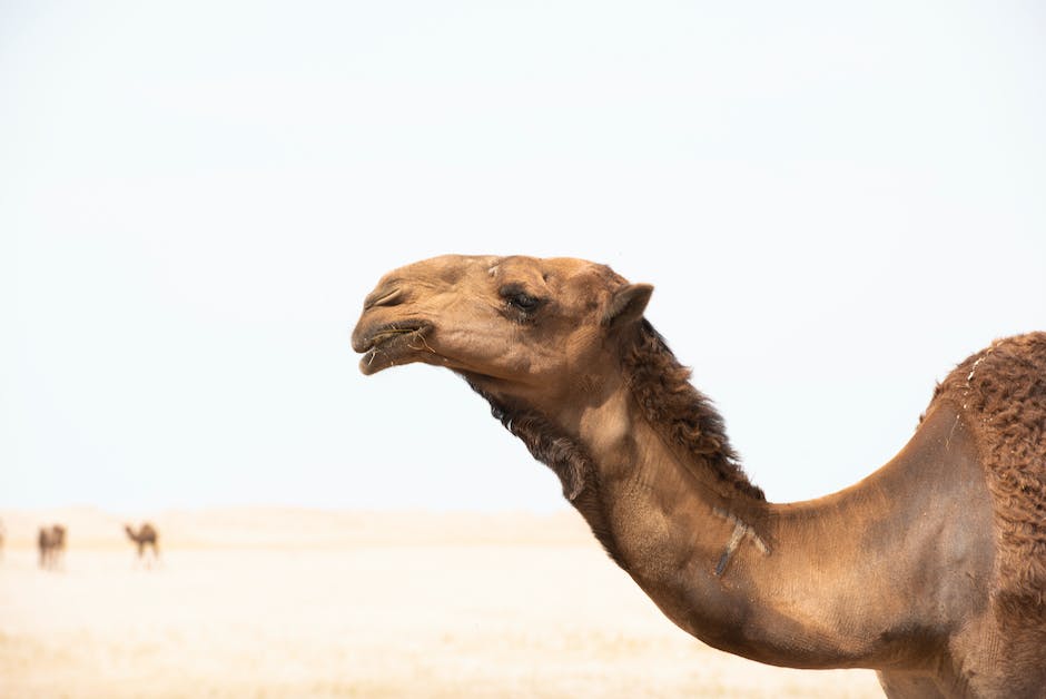 Tiere in der Wüste Gobi