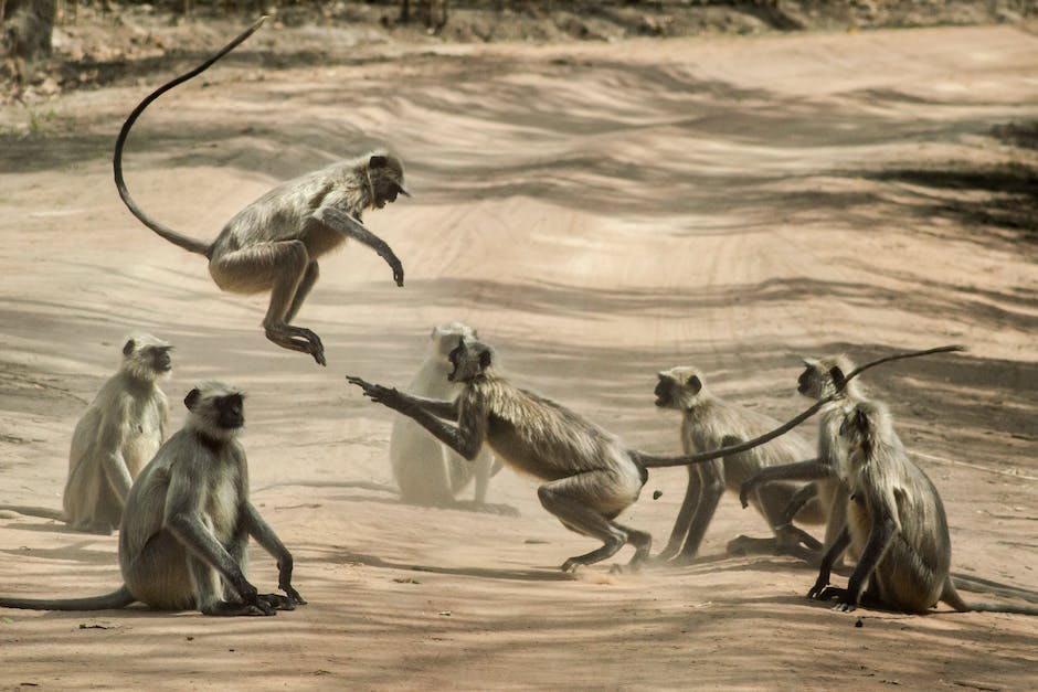 Tiere in Eritrea