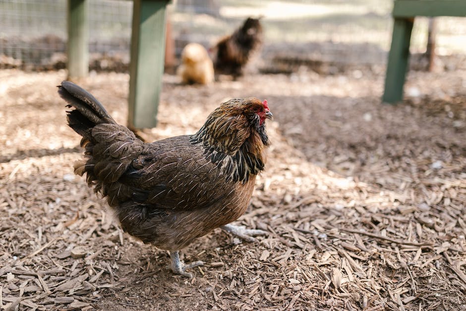 Tiere, die mit Hühnern gehalten werden