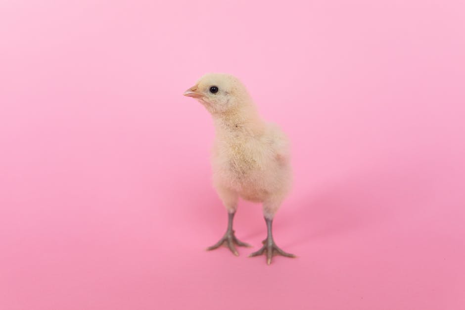 Tiere die mit Hühnern gehalten werden