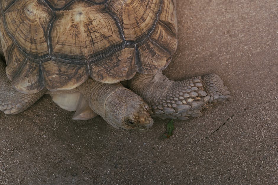 ein Galápagos-Giant-Tortoise-Leben-länger-als-100-Jahren